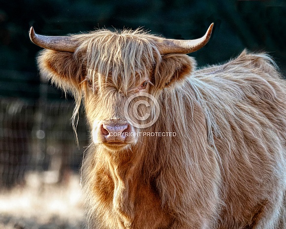 Scottish Highland Cattle