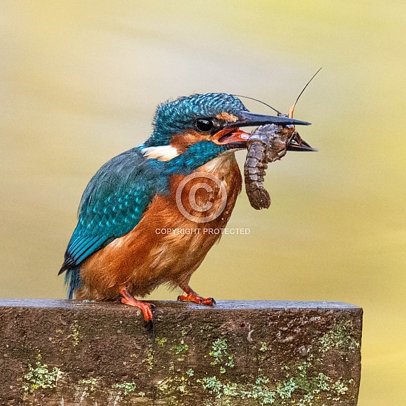 Kingfisher