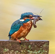 Kingfisher