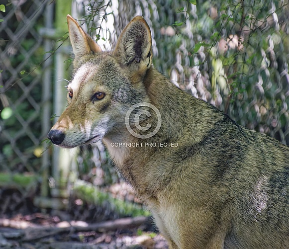 Red Wolf