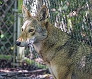 Red Wolf