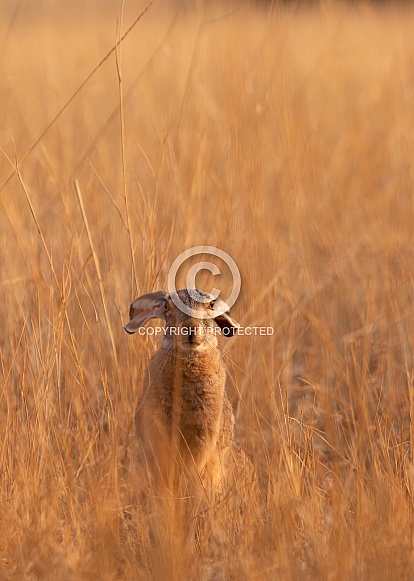 Lepus californicus Black tailed Jackrabbit