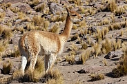 Guanaco - Atacama Desert - Chile