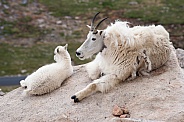 Mountain Goat with kid