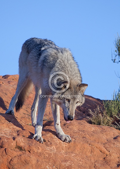 wolf, canis lupis wolf, canis lupis
