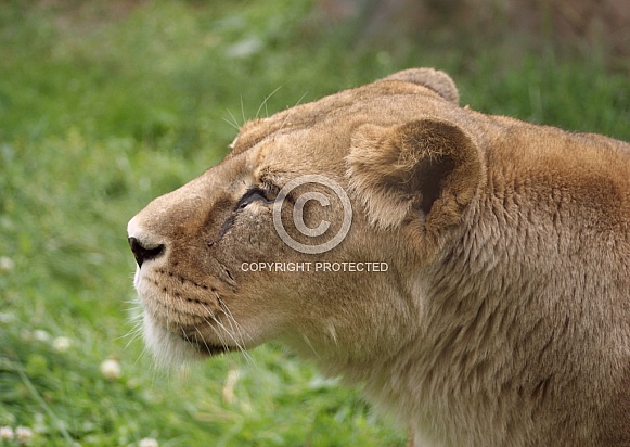 Lioness Lioness