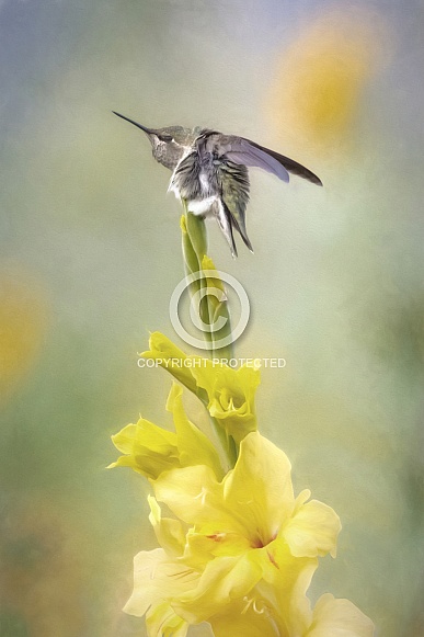 Hummingbird—Little Bird Big Stretch