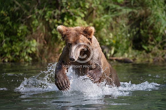 Coastal brown bear fishing