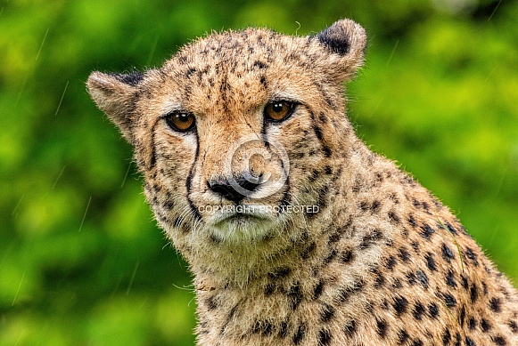 Cheetah Close Up Face Shot
