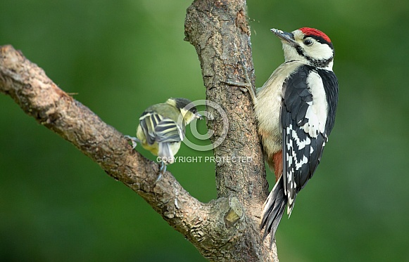 Great Spotted Woodpecker Great Spotted Woodpecker