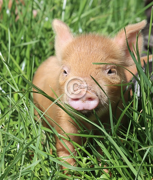 Kune Kune Piglet