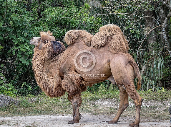Camel