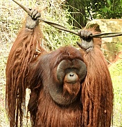 Male Bornean Orangutan