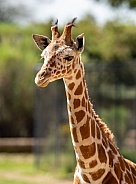 Young giraffe in captivity at a local zoo