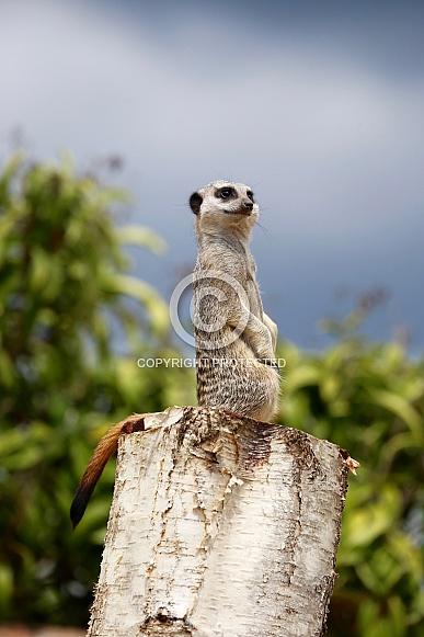 Meerkat Meerkat