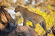 Leopard - Okavango Delta - Botswana