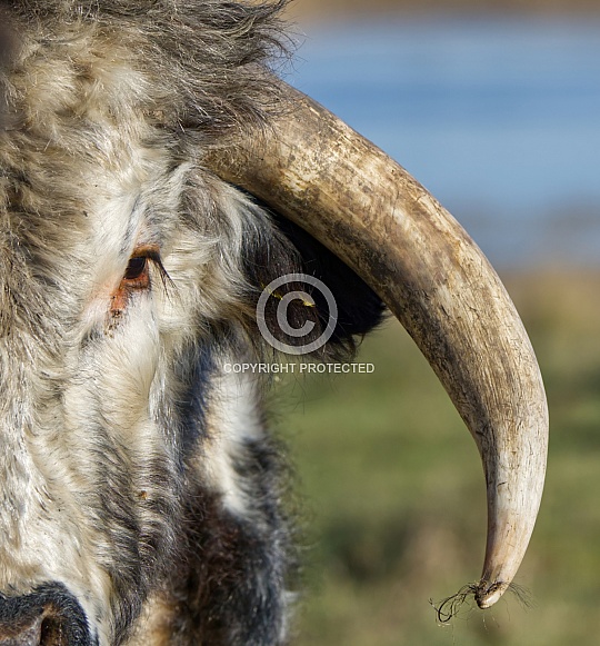 Long Horned Bull