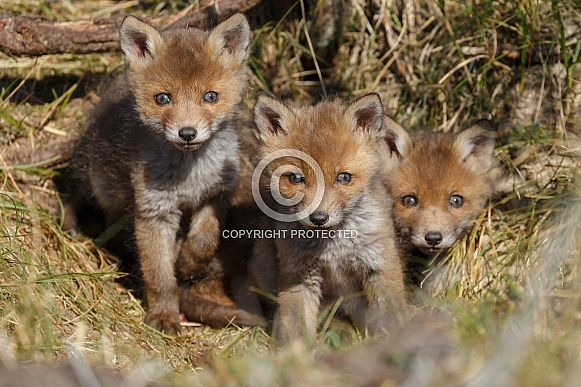 Red fox and cubs Red fox and cubs