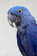 Hyacinth macaw bird (Anodorhynchus hyacinthinus)