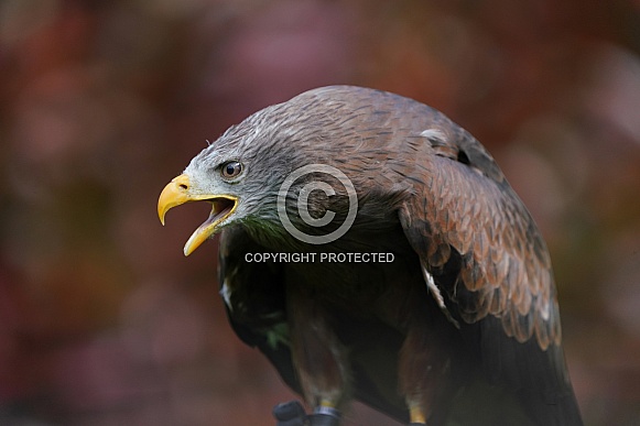 Yellow-Billed Kite