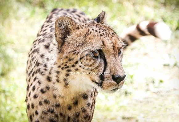 Cheetah Cheetah