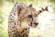 Cheetah