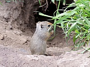 Uinta ground squirrel