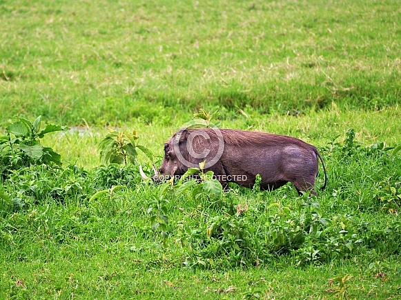 Warthog