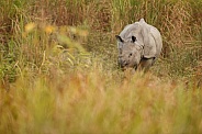 Indian rhino in the nature habitat