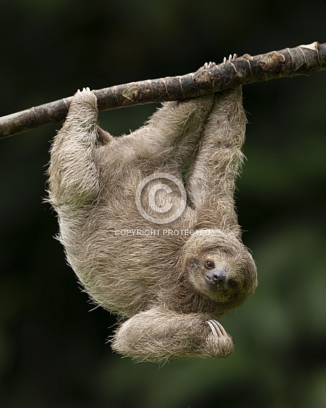 Sloth