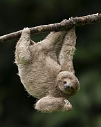 Sloth