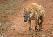 hyena RSA Kruger
