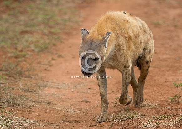 hyena RSA Kruger