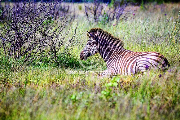 Zebra