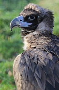 monk vulture