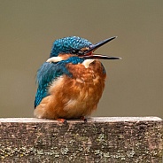 Kingfisher