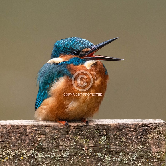 Kingfisher