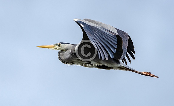 Grey Heron Grey Heron