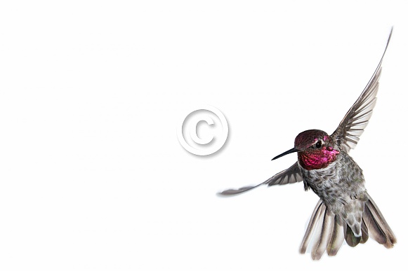 Anna's hummingbird, Calypte anna