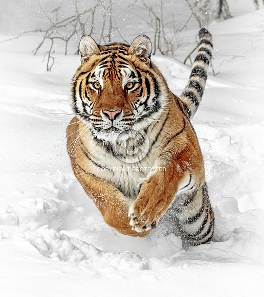 Siberian Tiger-Winter Tiger