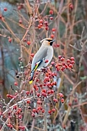 Cedar Waxwing (Bombycilla cedrorum)