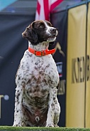 Brittany Spaniel