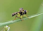 Superb Ant Hill Hoverfly