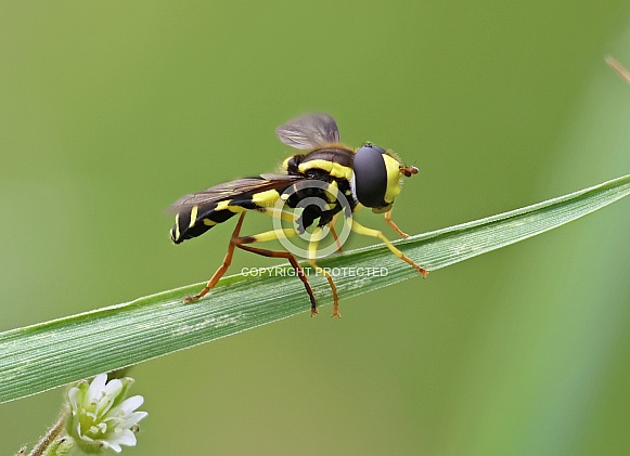Superb Ant Hill Hoverfly