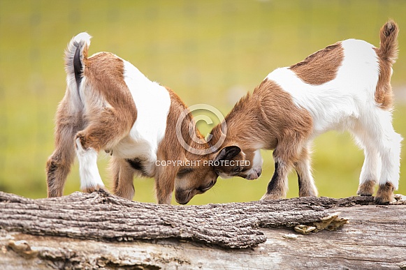 Dwarf goats