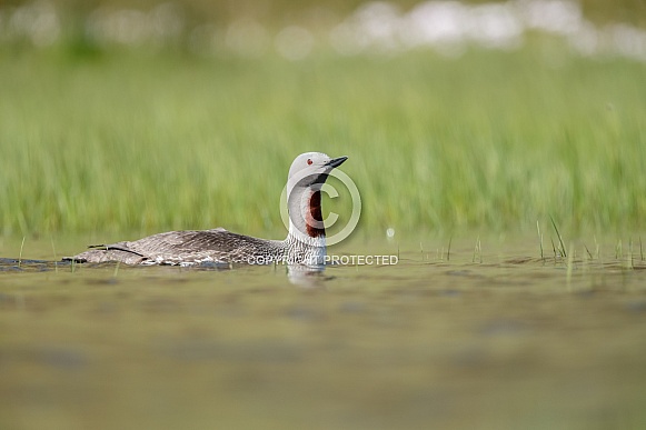 The red-throated loon