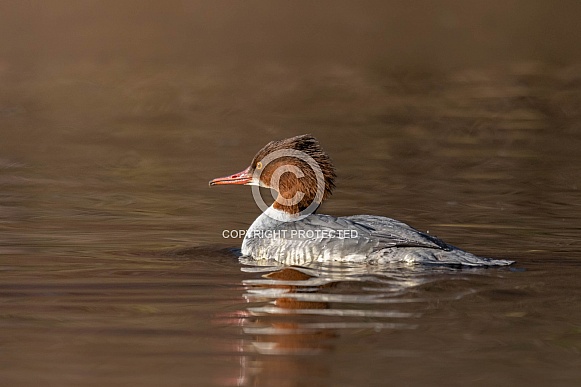 Female Goosander Female Goosander