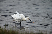 The Eurasian spoonbill