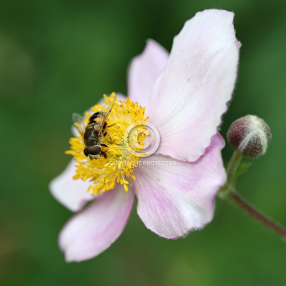 macro of a bee on the flower.