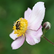 macro of a bee on the flower.